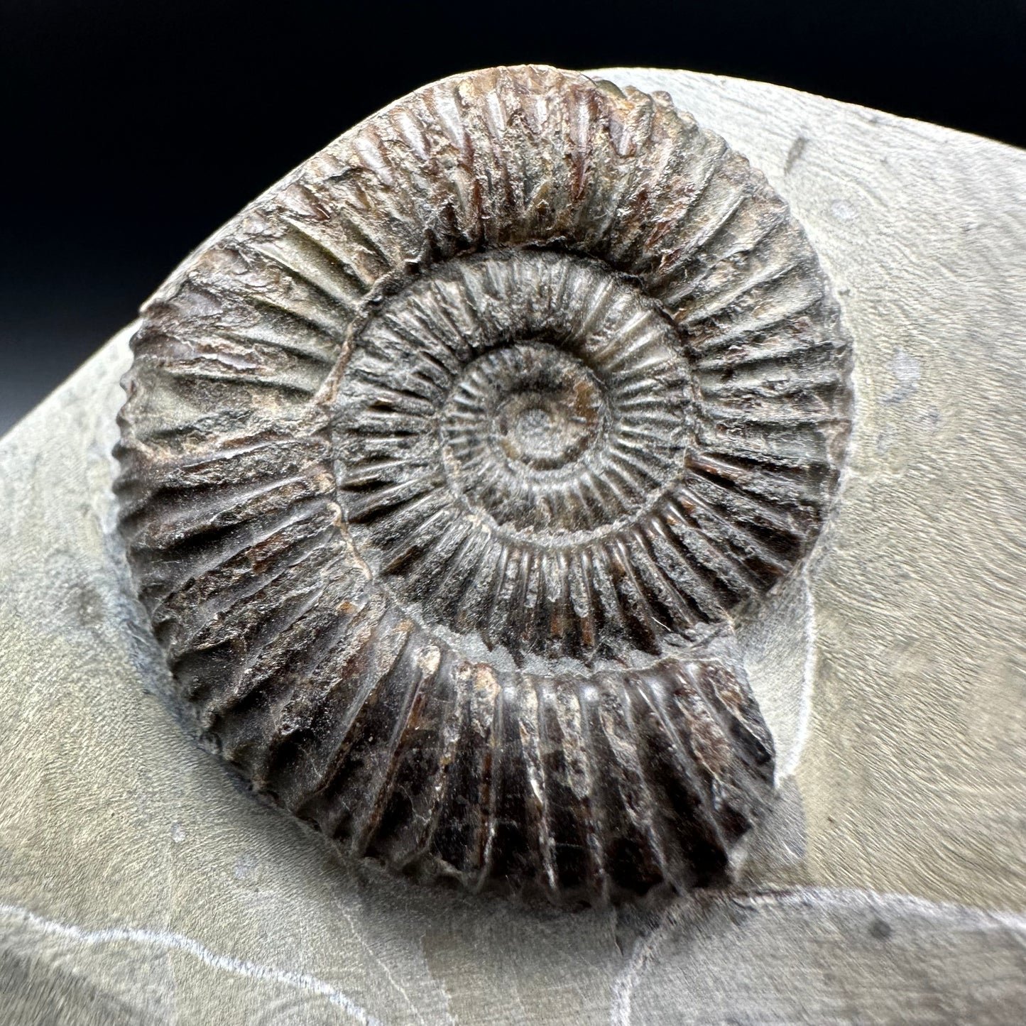 Dactylioceras Ammonite Fossil With Box And Stand - Whitby, North Yorkshire Jurassic Coast Yorkshire Fossils