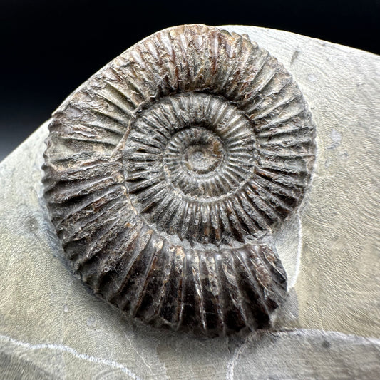 Dactylioceras Ammonite Fossil With Box And Stand - Whitby, North Yorkshire Jurassic Coast Yorkshire Fossils