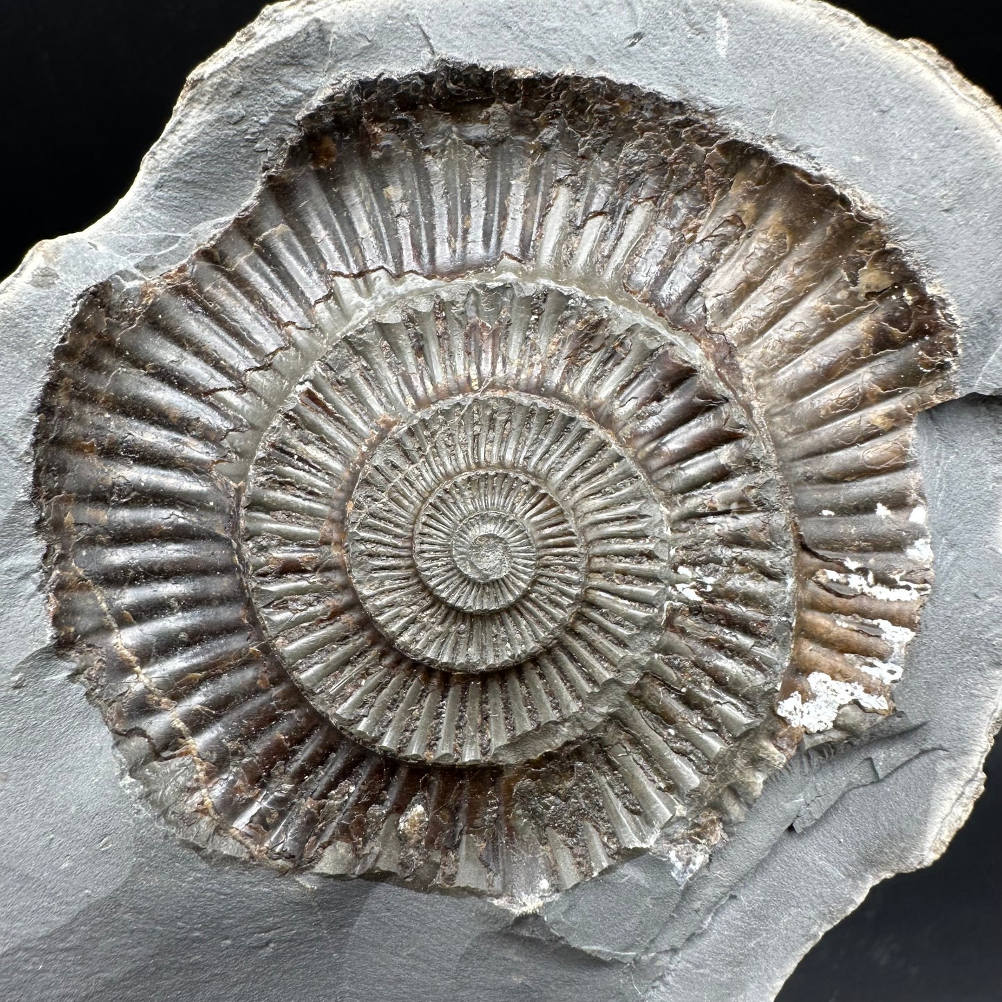 Dactylioceras Ammonite nodule (split pair) Fossil With Stand - Whitby, North Yorkshire Jurassic Coast Yorkshire Fossils