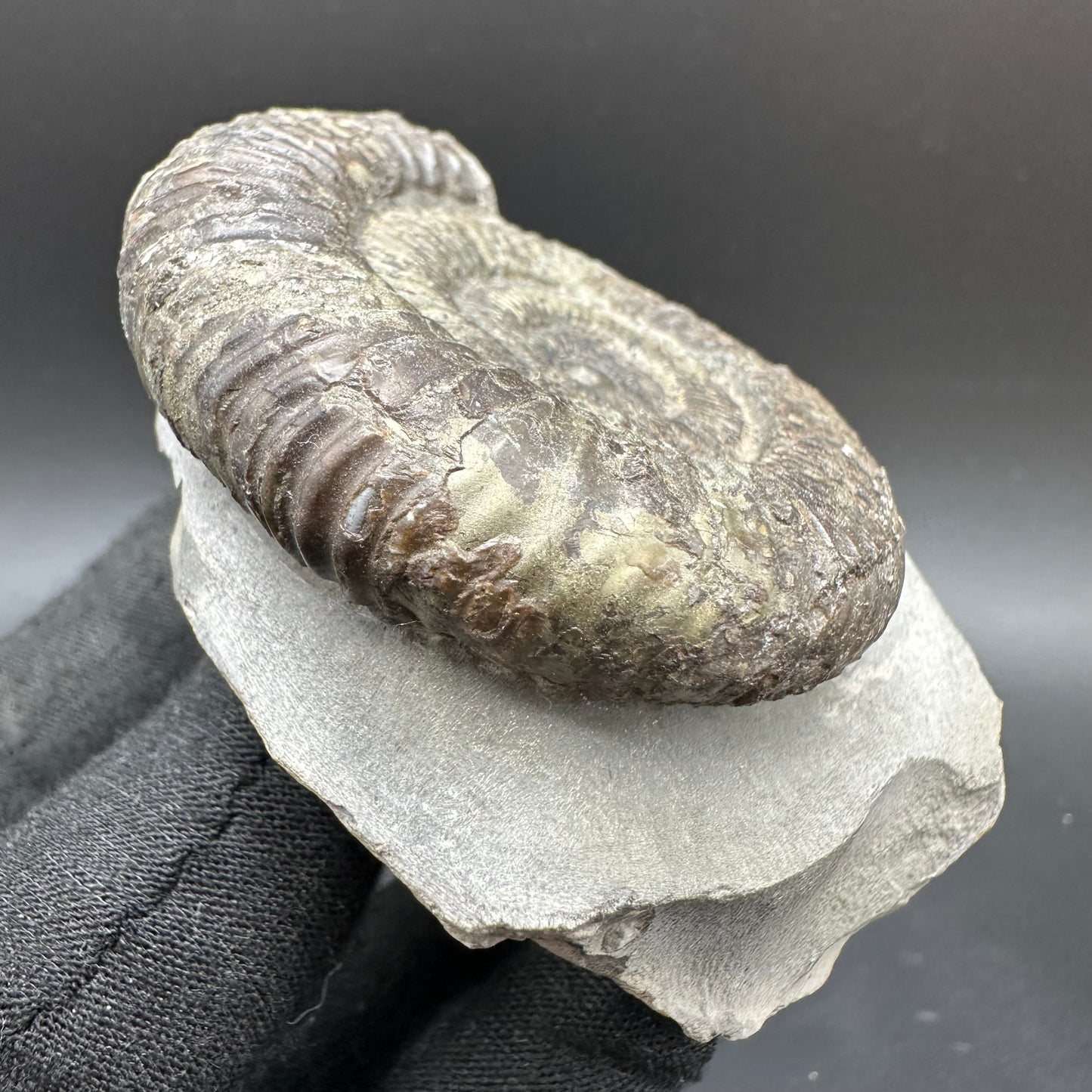 Dactylioceras Ammonite Fossil With Box And Stand - Whitby, North Yorkshire Jurassic Coast Yorkshire Fossils