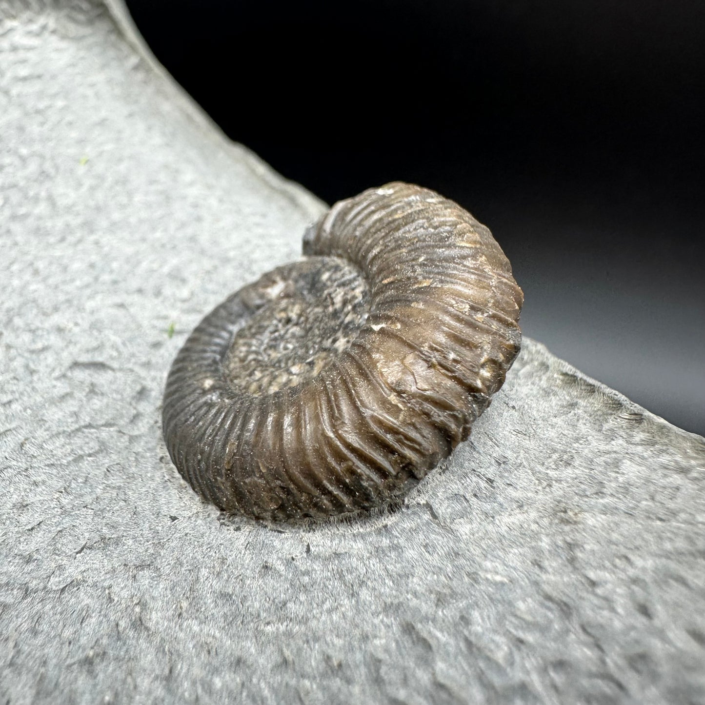 Gracile Multi-block Ammonite Fossil With Stand - Whitby, North Yorkshire Jurassic Coast Yorkshire Fossils