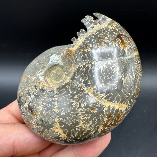Puzosia Ammonite Fossil With Box And Stand - Cretaceous Ammonite Madagascar