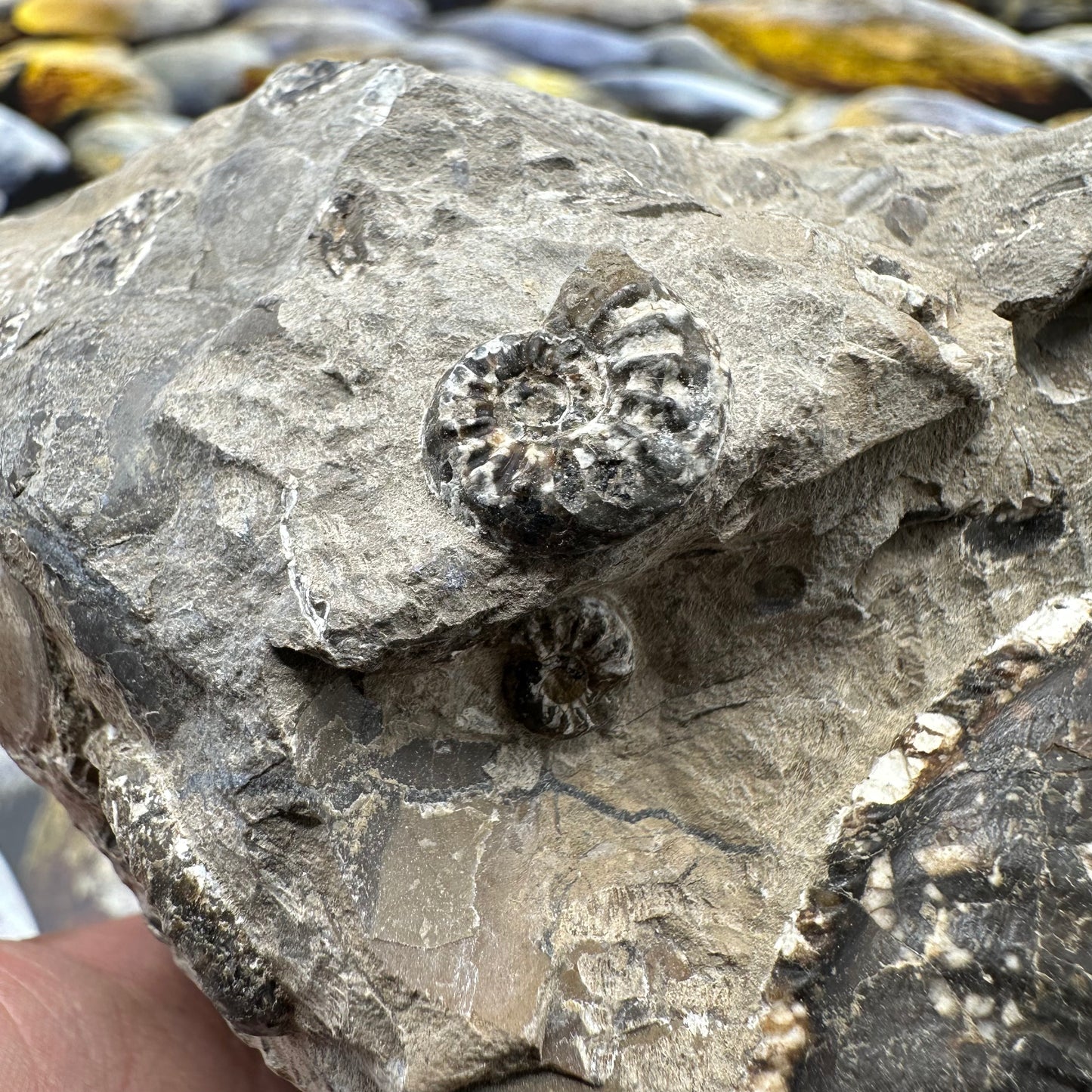 Amaltheus subnodosus ammonite fossil - Whitby, North Yorkshire Jurassic Coast, Yorkshire Fossils