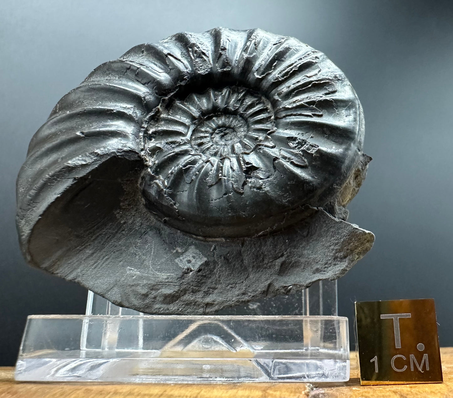 Asteroceras Ammonite fossil with box and stand - Whitby, North Yorkshire Jurassic Coast Yorkshire Fossils