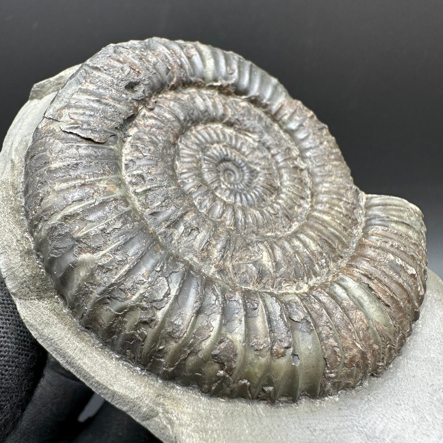 Dactylioceras Ammonite Fossil With Box And Stand - Whitby, North Yorkshire Jurassic Coast Yorkshire Fossils