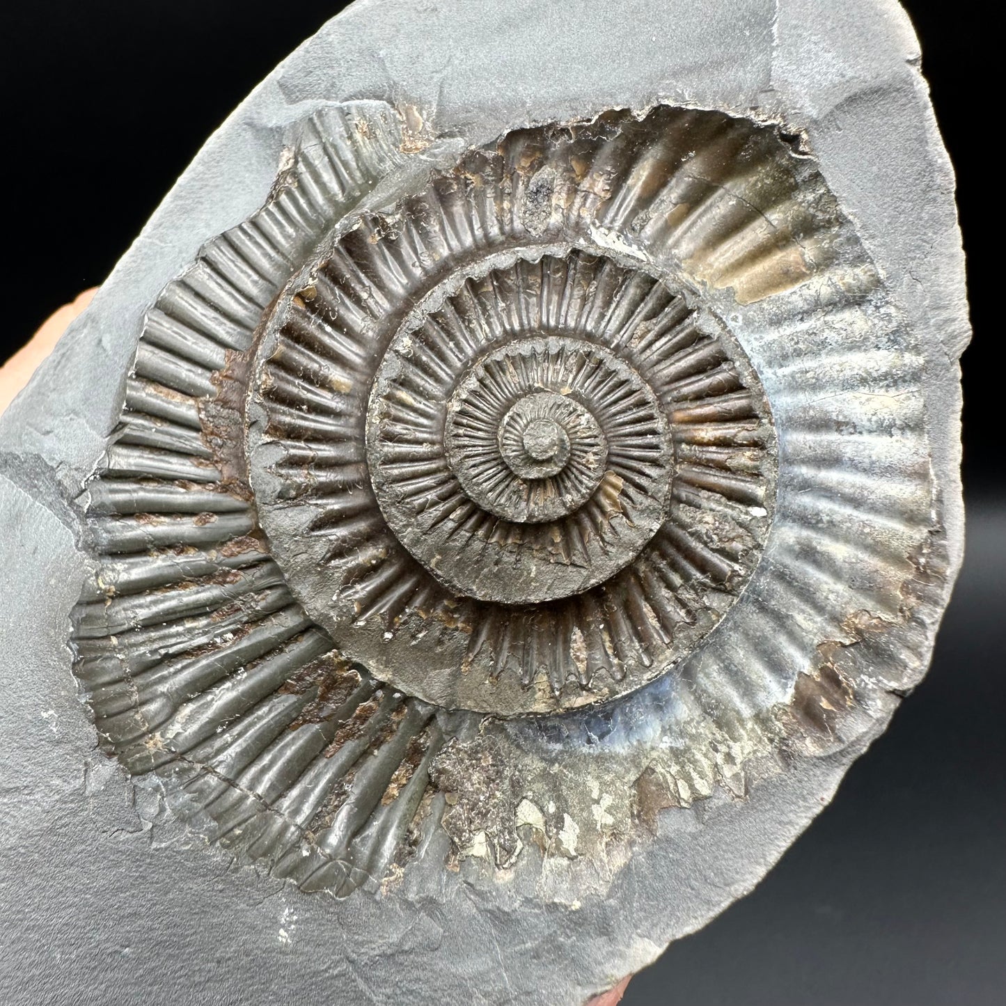 Dactylioceras Ammonite nodule (split pair) Fossil With Stand - Whitby, North Yorkshire Jurassic Coast Yorkshire Fossils