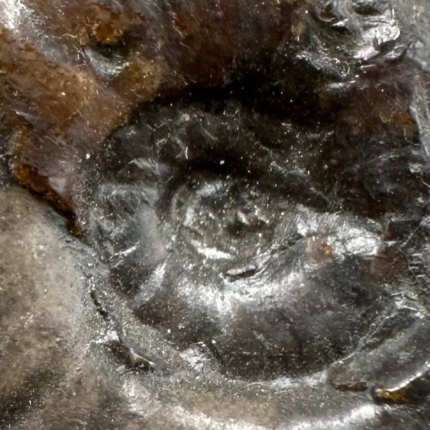 Eleganticeras Elegantulum ammonite fossil with box and stand - Whitby, North Yorkshire Jurassic Coast, Yorkshire Fossils