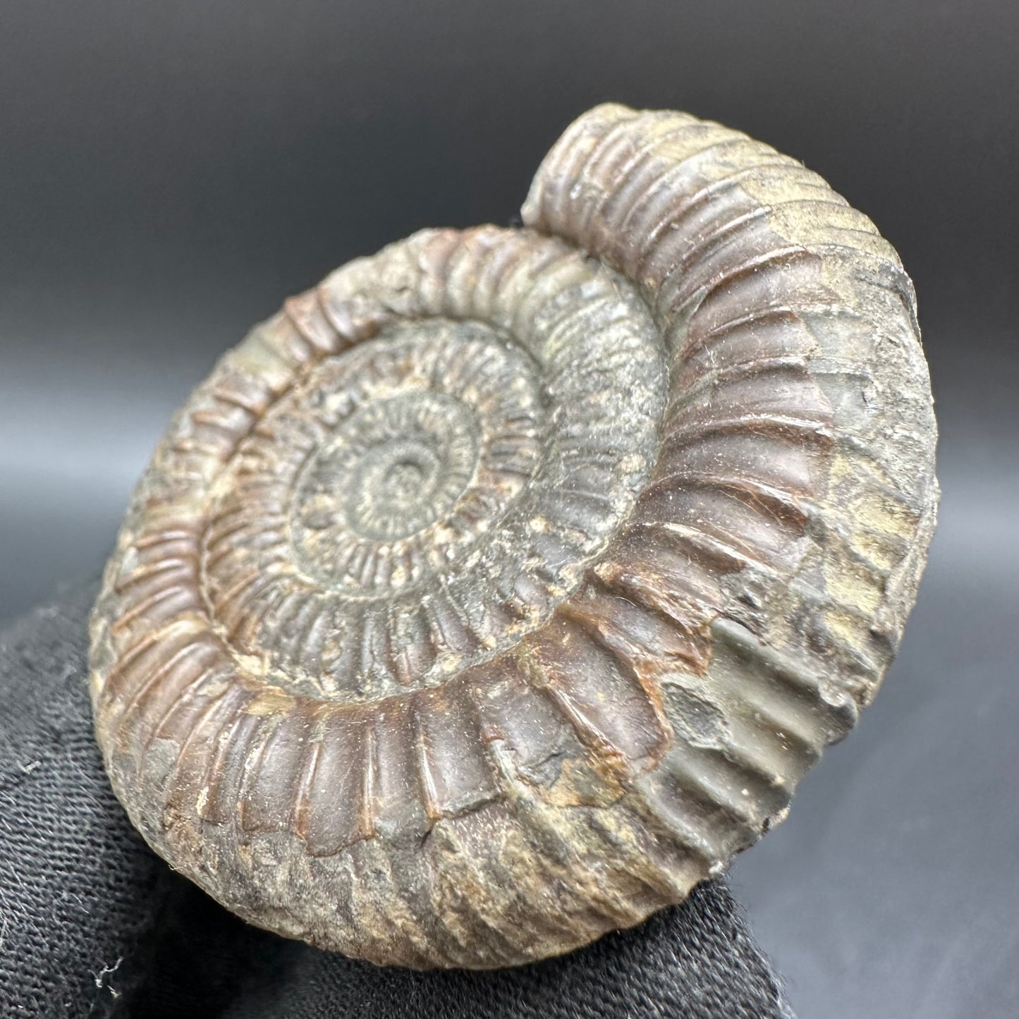 Dactylioceras Ammonite Fossil With Box And Stand - Whitby, North Yorkshire Jurassic Coast Yorkshire Fossils