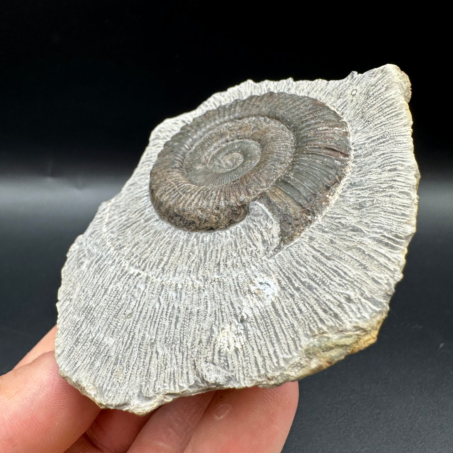 Peronoceras turriculatum Ammonite fossil with box and stand - Whitby, North Yorkshire Jurassic Coast, Yorkshire fossils