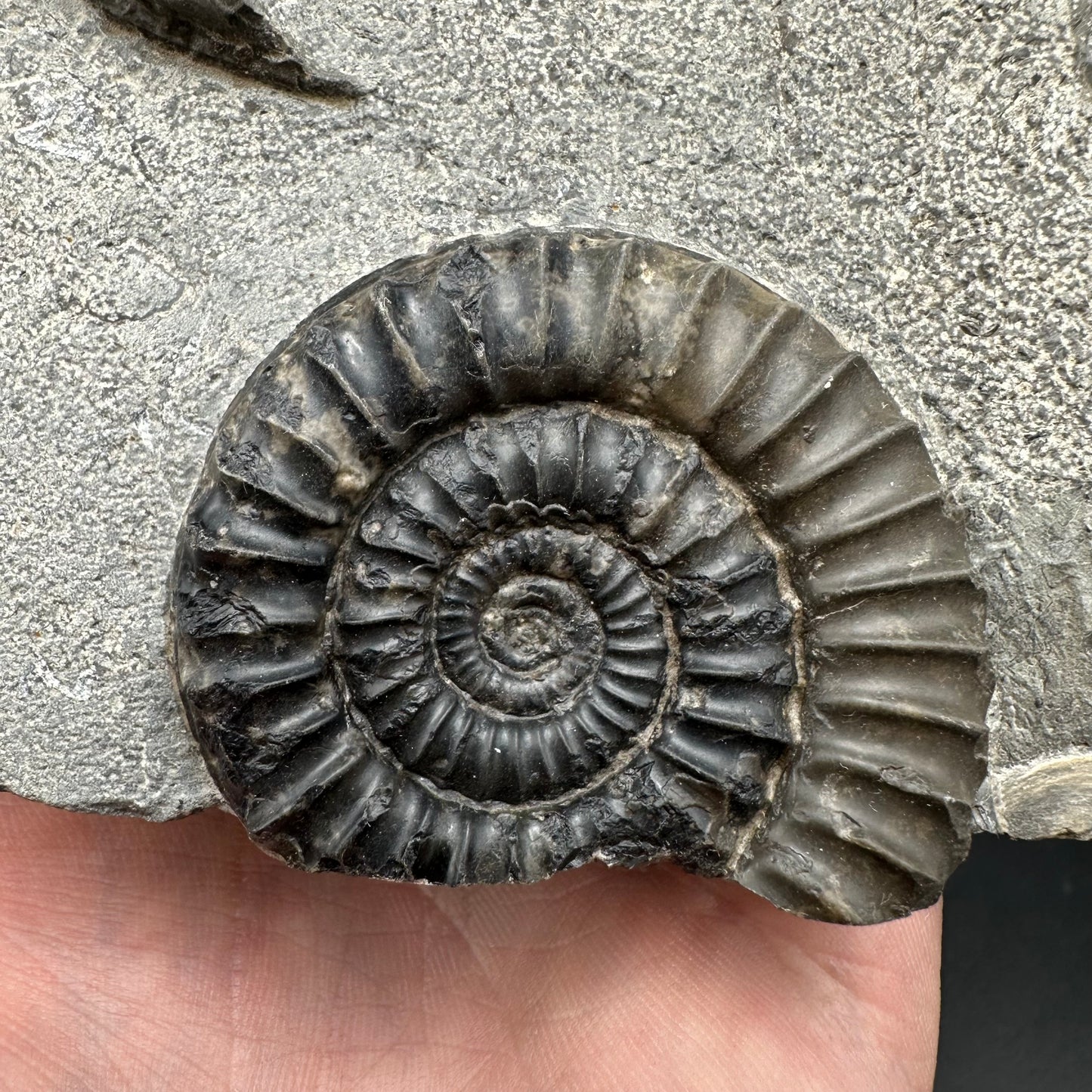 Arnioceras ammonite shell fossil with stand - Whitby, North Yorkshire Jurassic Coast Yorkshire Fossils