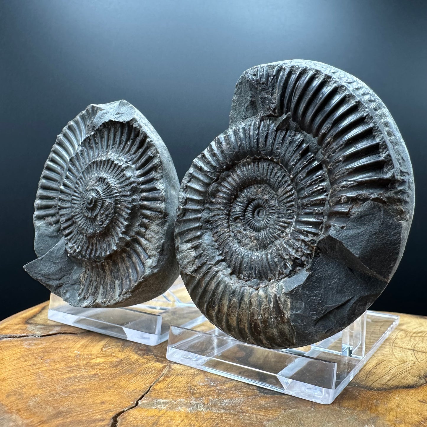 Dactylioceras Ammonite nodule (split pair) Fossil With Box And Stand - Whitby, North Yorkshire Jurassic Coast Yorkshire Fossils