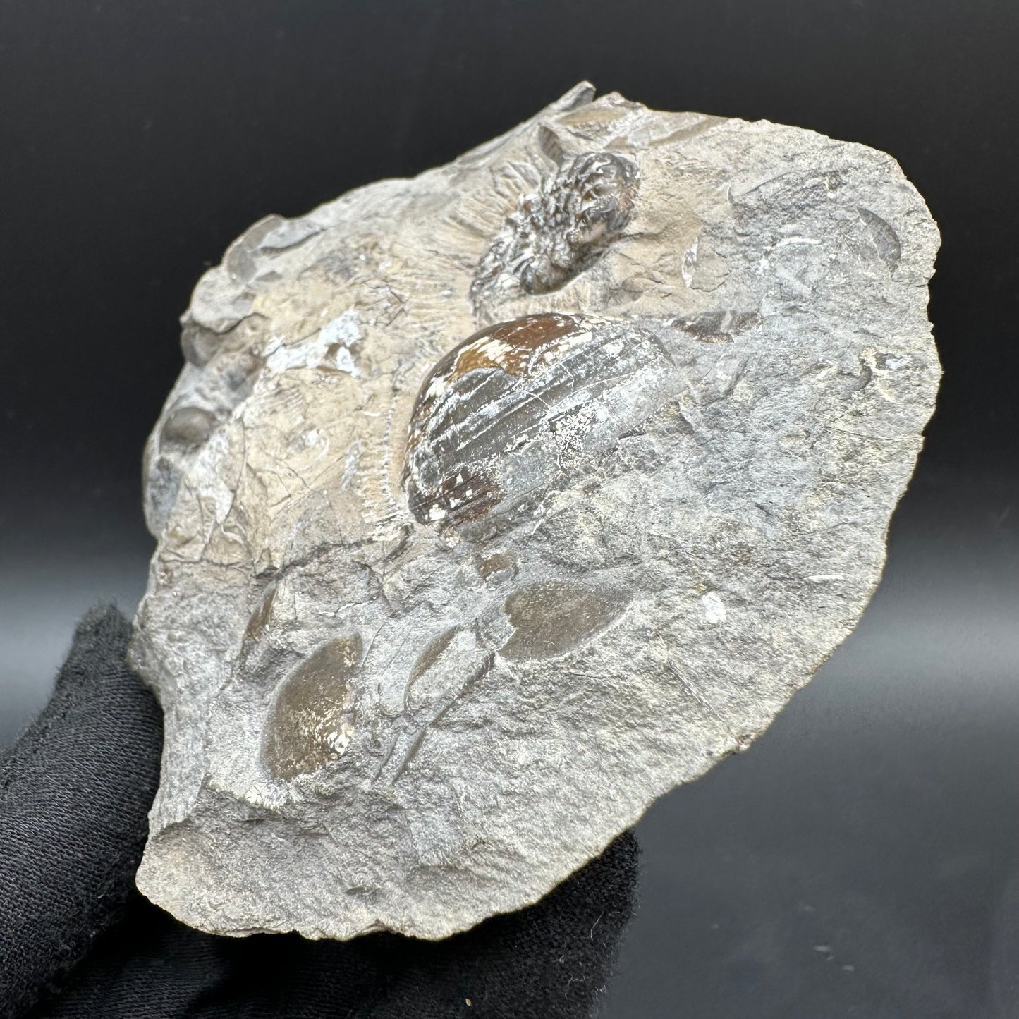 Amaltheus subnodosus Ammonite fossil with box and stand - Whitby, North Yorkshire Jurassic Coast Yorkshire Fossils