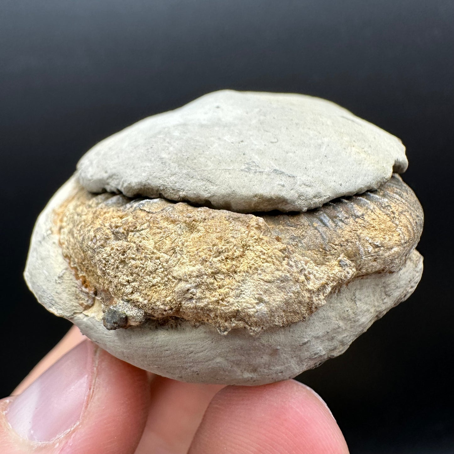 Dactylioceras Ammonite nodule (split pair) Fossil With Box And Stand - Whitby, North Yorkshire Jurassic Coast Yorkshire Fossils
