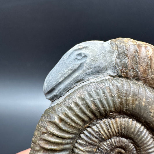 Hydra Snakestone Ammonite Fossil With Bag/Box And Stand - Whitby, North Yorkshire Jurassic Coast Yorkshire Fossils