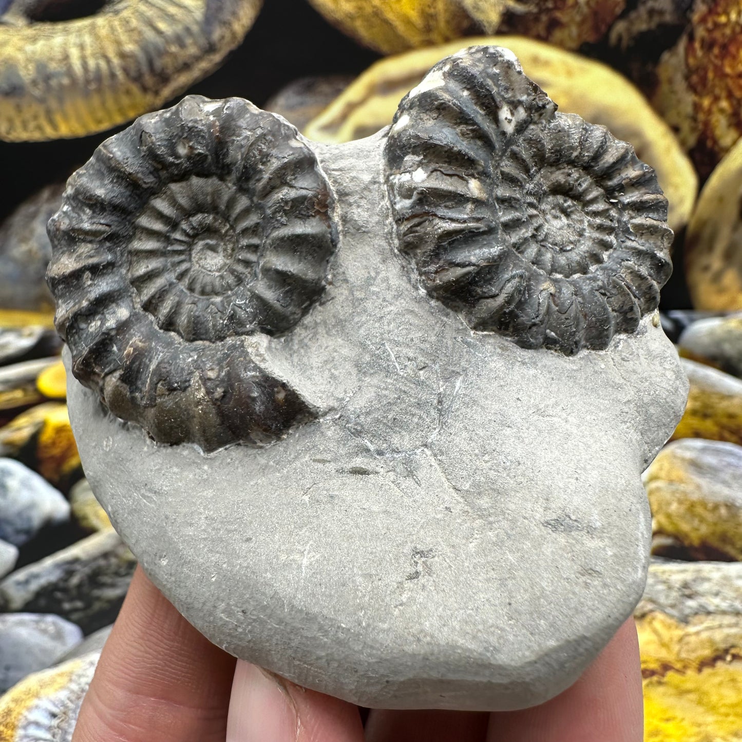 Androgynoceras maculatum ammonite fossil - Whitby, North Yorkshire Jurassic Coast Yorkshire Fossils