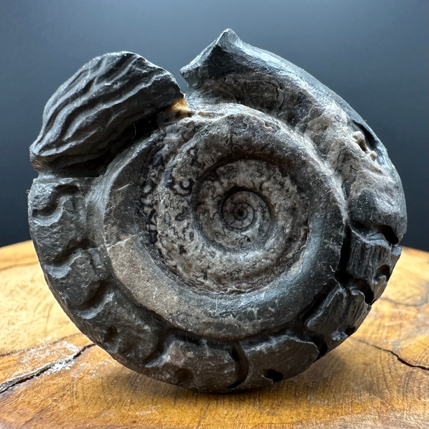 Snakestone Ammonite Fossil With Bag/Box And Stand - Whitby, North Yorkshire Jurassic Coast Yorkshire Fossils