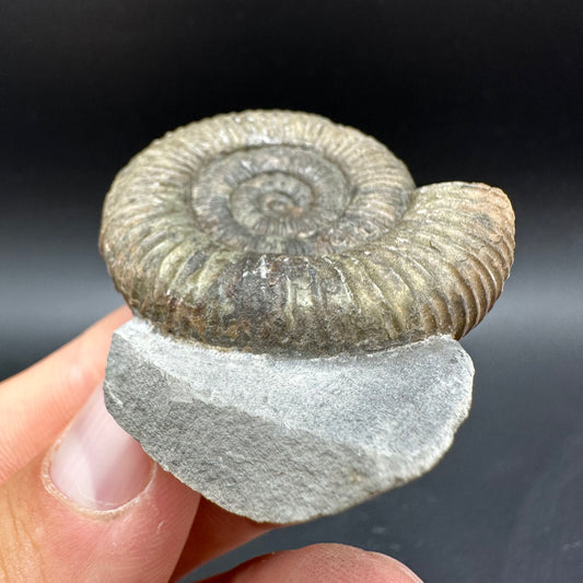 Dactylioceras Ammonite Fossil With Box And Stand - Whitby, North Yorkshire Jurassic Coast Yorkshire Fossils