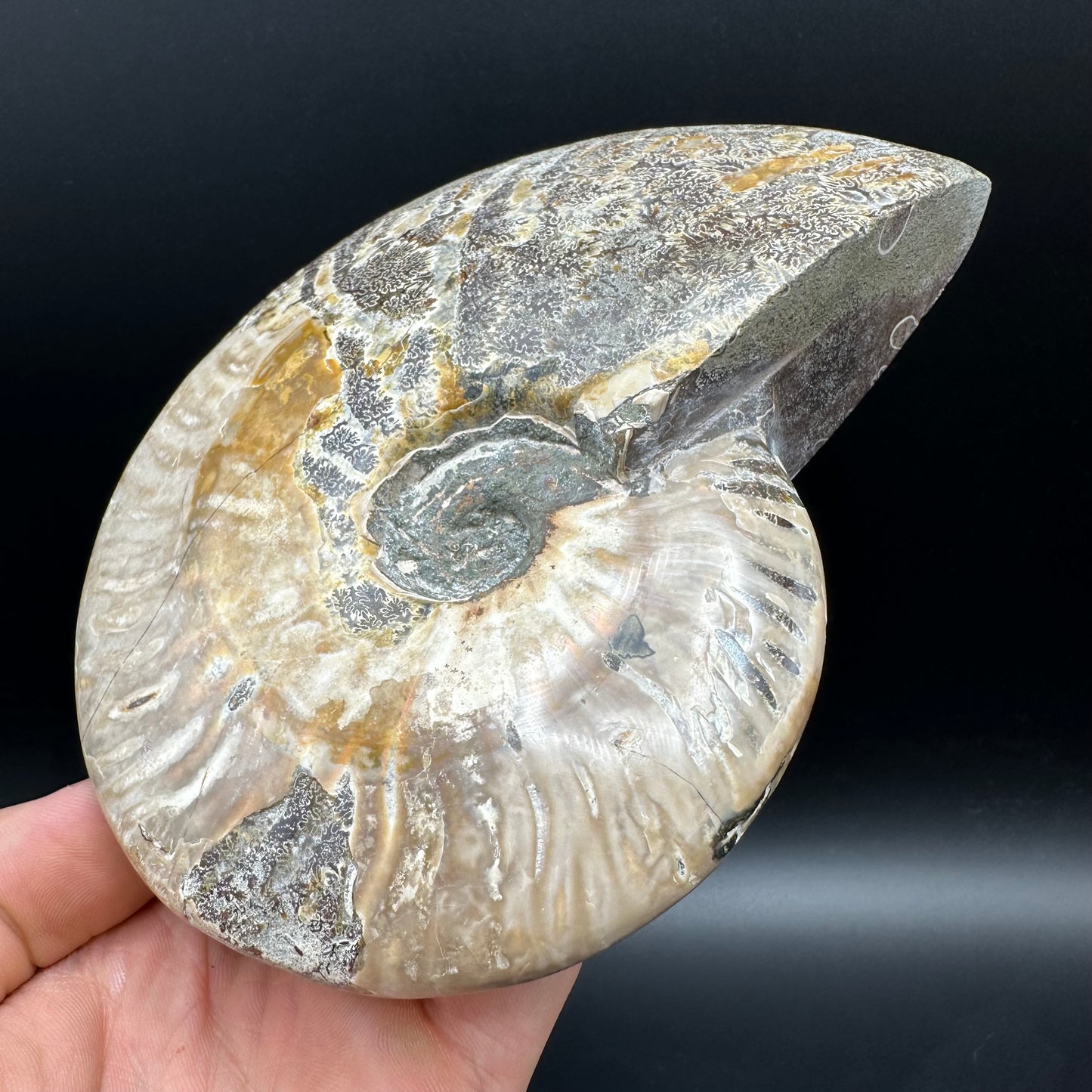 Cleoniceras Ammonite Fossil With Stand - Cretaceous Ammonite Madagascar