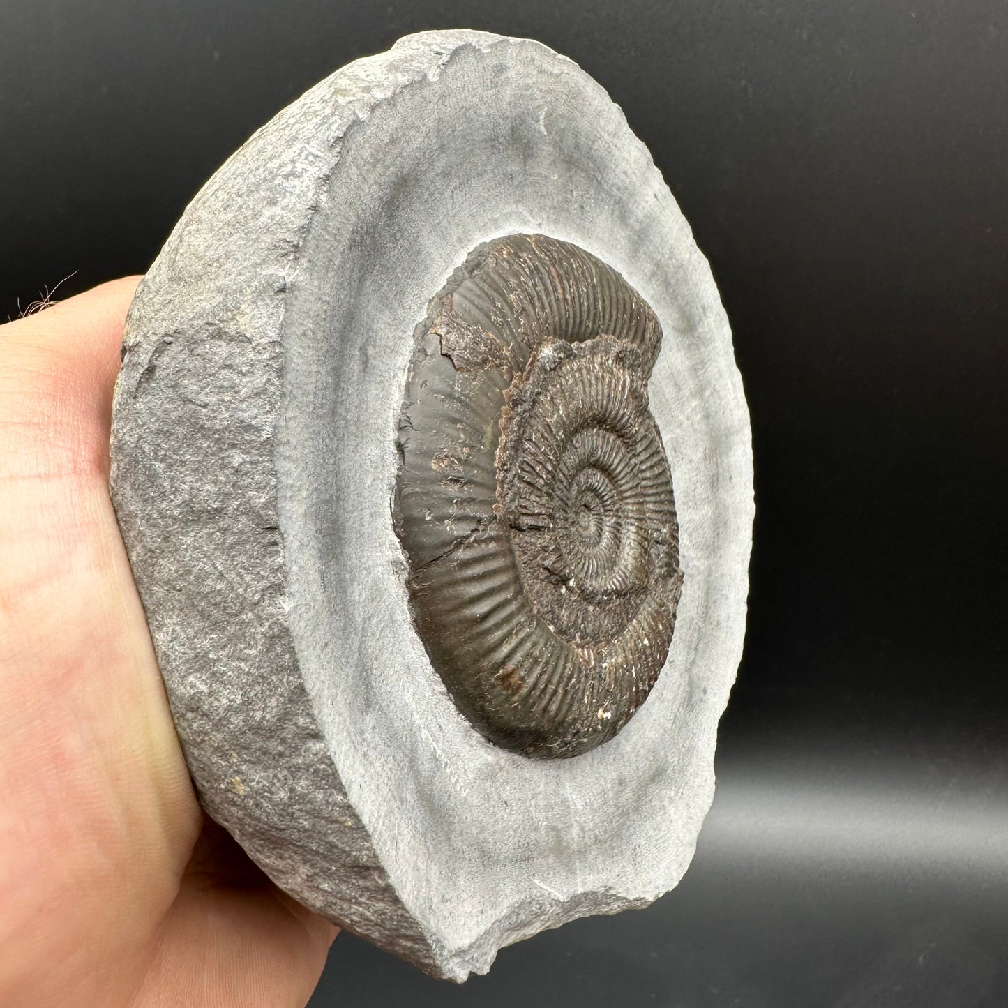 Dactylioceras semicelatum Ammonite fossil with stand - Whitby, North Yorkshire Jurassic Coast Yorkshire Fossils
