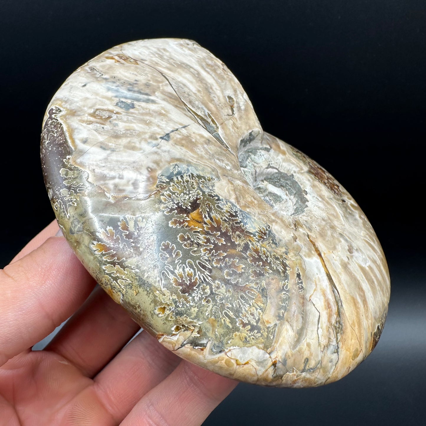 Cleoniceras Ammonite Fossil With Box And Stand - Cretaceous Ammonite Madagascar