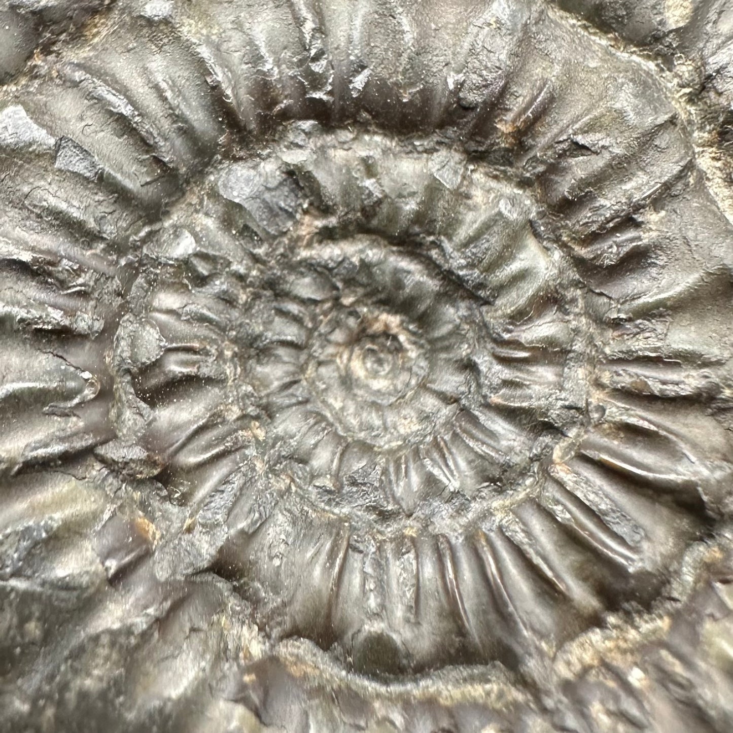 Peronoceras Sp. Ammonite fossil with box and stand - Whitby, North Yorkshire Jurassic Coast Yorkshire Fossils