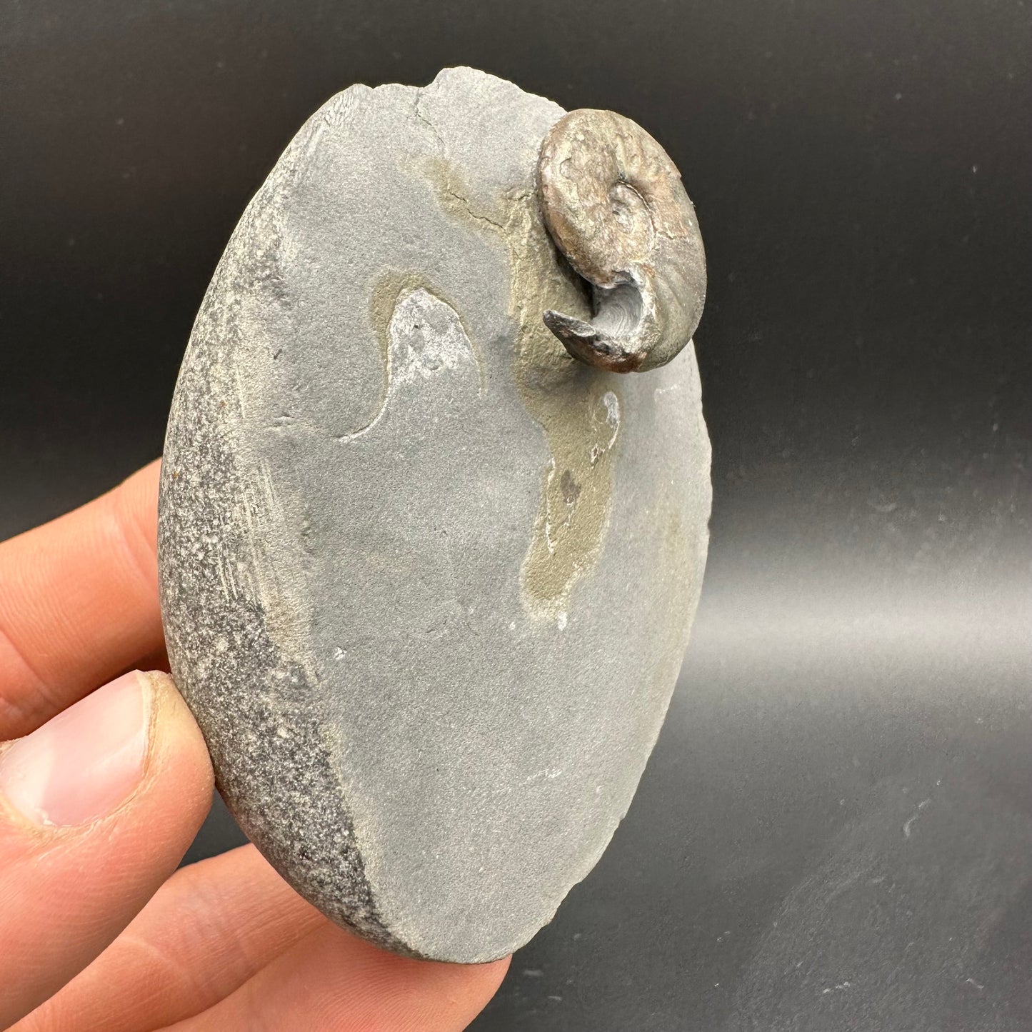 Agassiceras sp. ammonite fossil with box and stand - Whitby, North Yorkshire Jurassic Coast Yorkshire Fossils