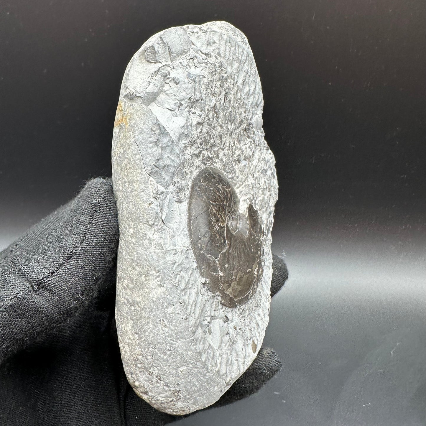 Oxynoticeras ammonite fossil with box and stand - Whitby, North Yorkshire Jurassic Coast Yorkshire Fossils