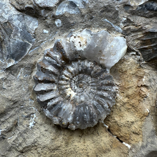 Androgynoceras capricornus Ammonite Fossil With Stand - Whitby, North Yorkshire Jurassic Coast Yorkshire Fossils