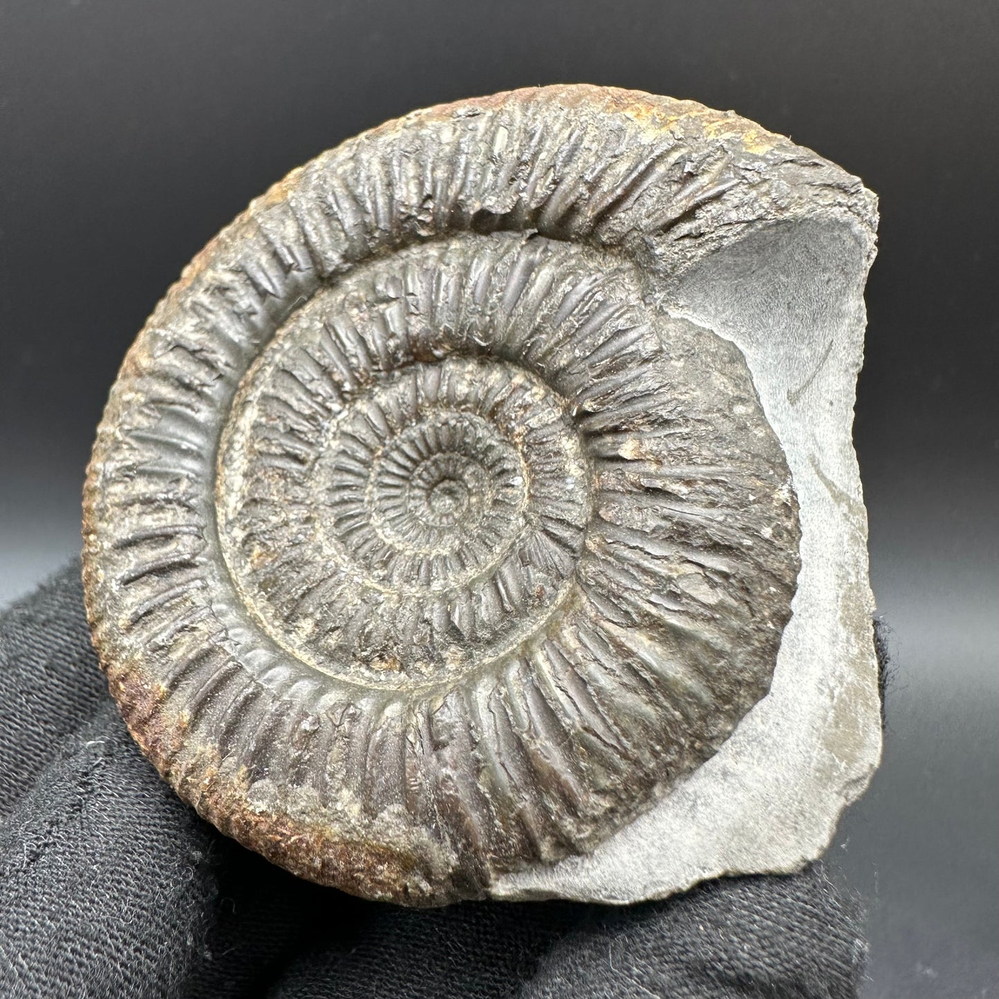 Catacoeloceras Sp. ammonite fossil with box and stand- Whitby, North Yorkshire Jurassic Coast Yorkshire Fossils