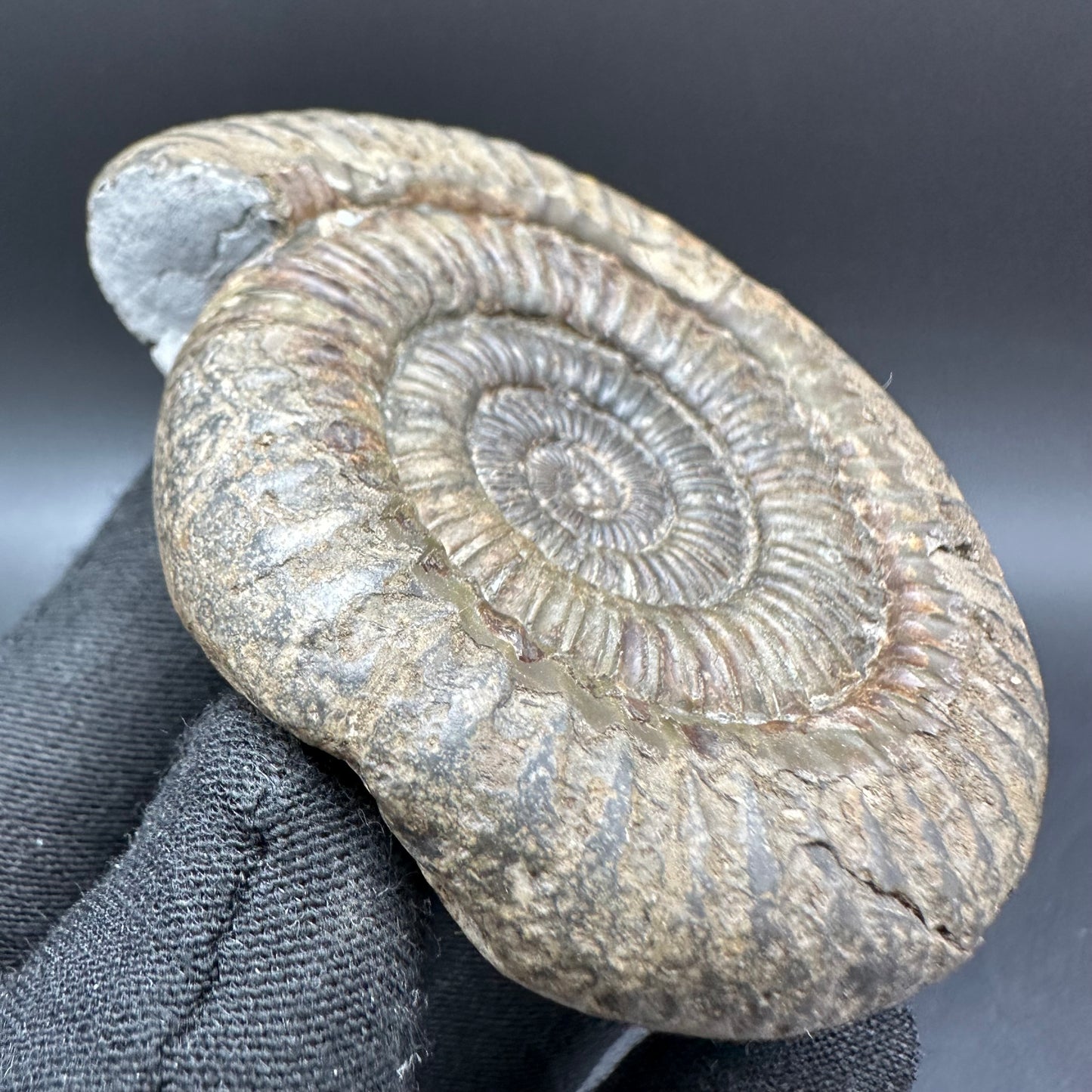 Dactylioceras Ammonite Fossil With Box And Stand - Whitby, North Yorkshire Jurassic Coast Yorkshire Fossils