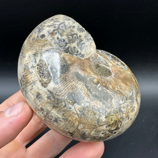 Phylloceras Ammonite Fossil With Box And Stand - Cretaceous Ammonite Madagascar