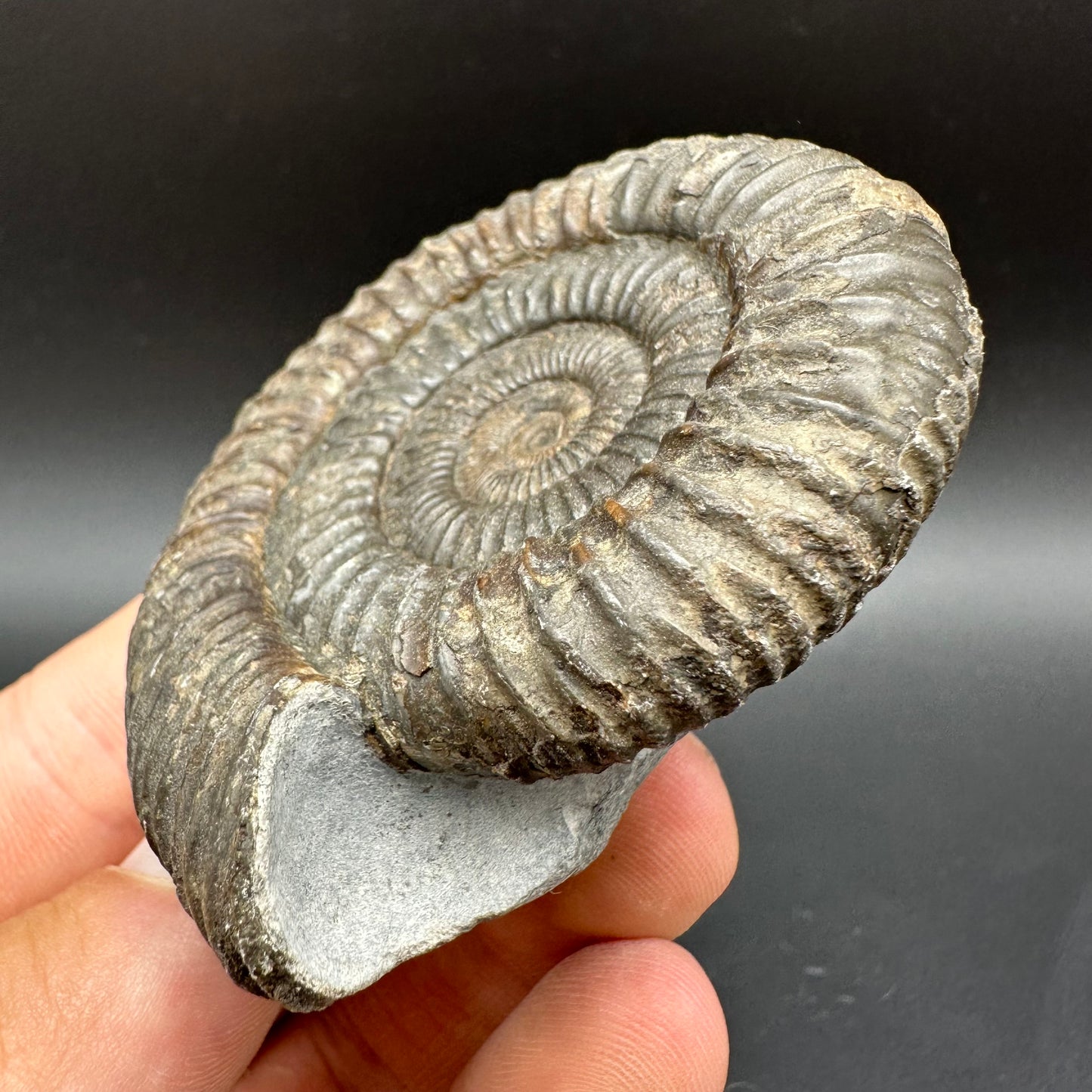 Dactylioceras Ammonite Fossil With Box And Stand - Whitby, North Yorkshire Jurassic Coast Yorkshire Fossils