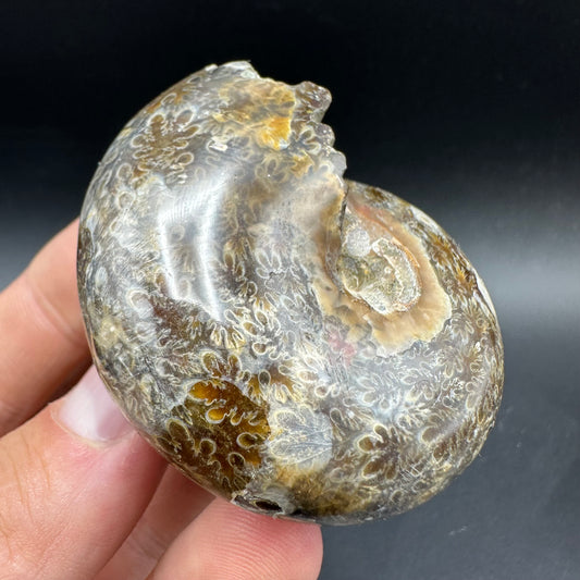 Phylloceras Ammonite Fossil With Box And Stand - Cretaceous Ammonite Madagascar