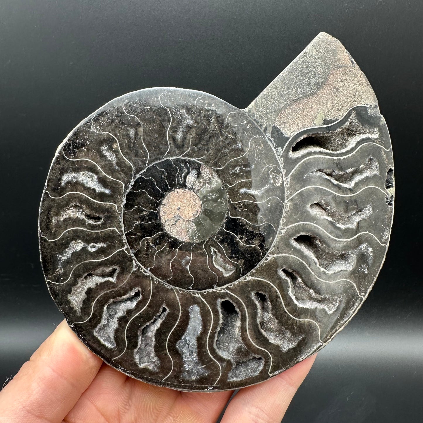 Cleoniceras Ammonite Cut And Polished Fossil Pair With Stand - Cretaceous Ammonite Madagascar