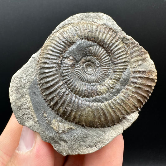 Dactylioceras Ammonite nodule (split pair) Fossil With Box And Stand - Whitby, North Yorkshire Jurassic Coast Yorkshire Fossils