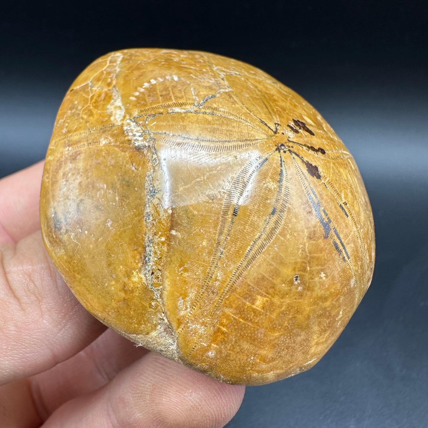 Holectypus Sea Urchin Fossil With Box And Stand - Middle Jurassic Madagascar