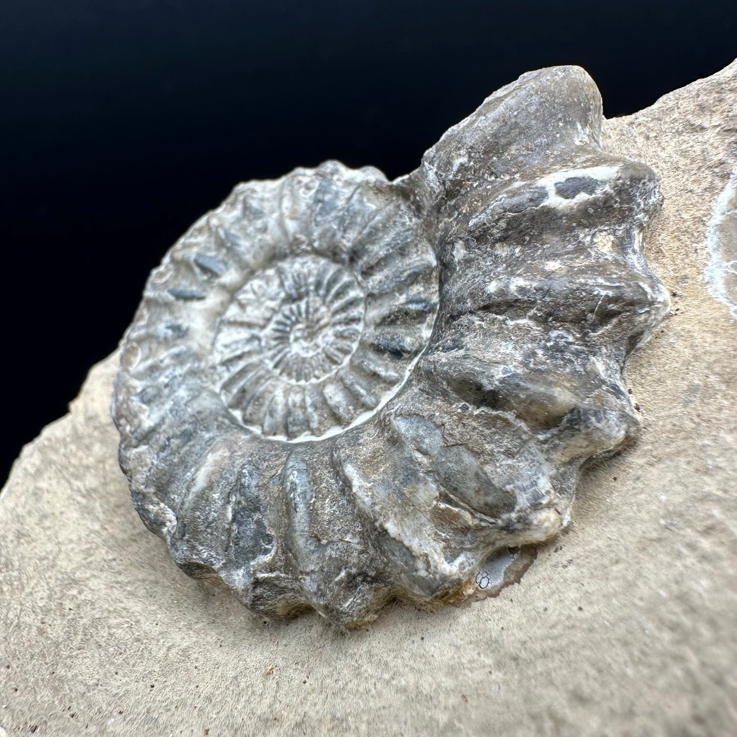 Androgynoceras capricornus Ammonite fossil - Whitby, North Yorkshire Jurassic Coast Yorkshire Fossils