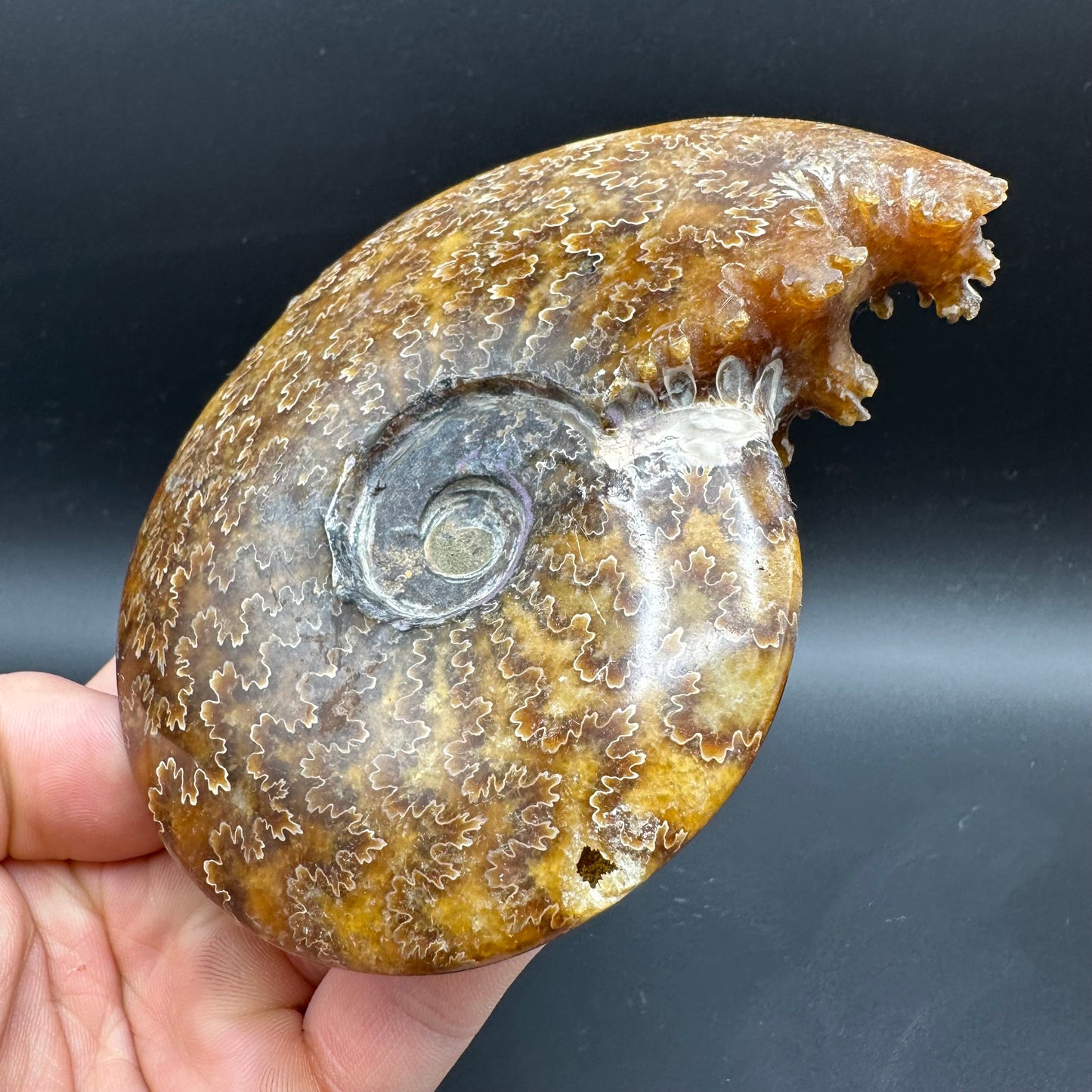 Cleoniceras Ammonite Fossil With Box And Stand - Cretaceous Ammonite Madagascar