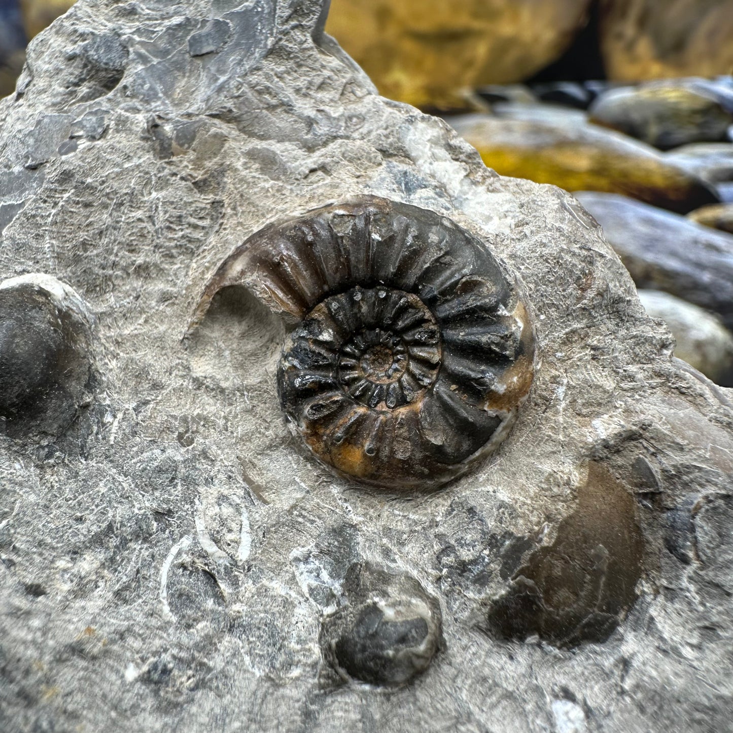 Amaltheus subnodosus ammonite fossil - Whitby, North Yorkshire Jurassic Coast, Yorkshire Fossils