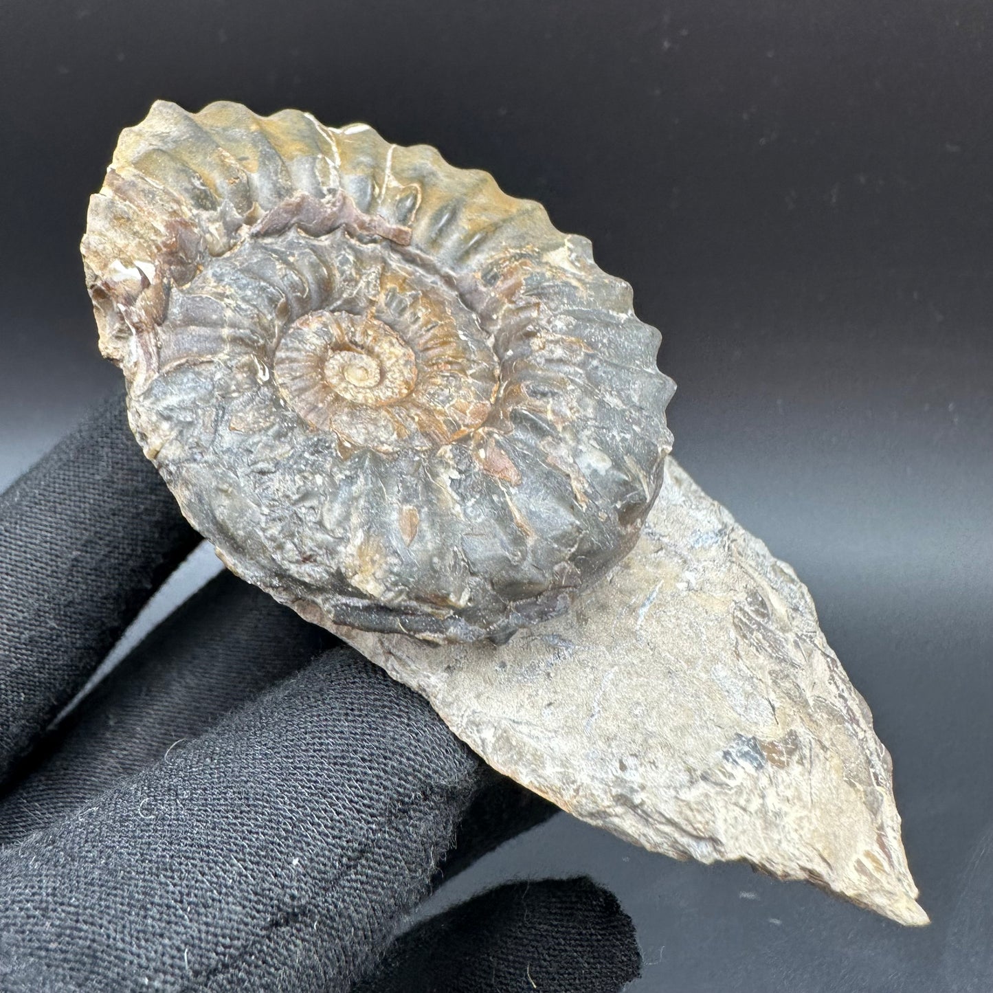 Pleuroceras paucicostatum ammonite fossil with box and stand - Whitby, North Yorkshire Jurassic Coast Yorkshire Fossils
