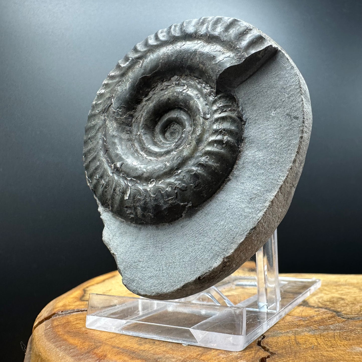 Hildoceras Bifrons Ammonite fossil with box and stand - Whitby, North Yorkshire Jurassic Coast, Yorkshire Fossils from the Jurassic Coast