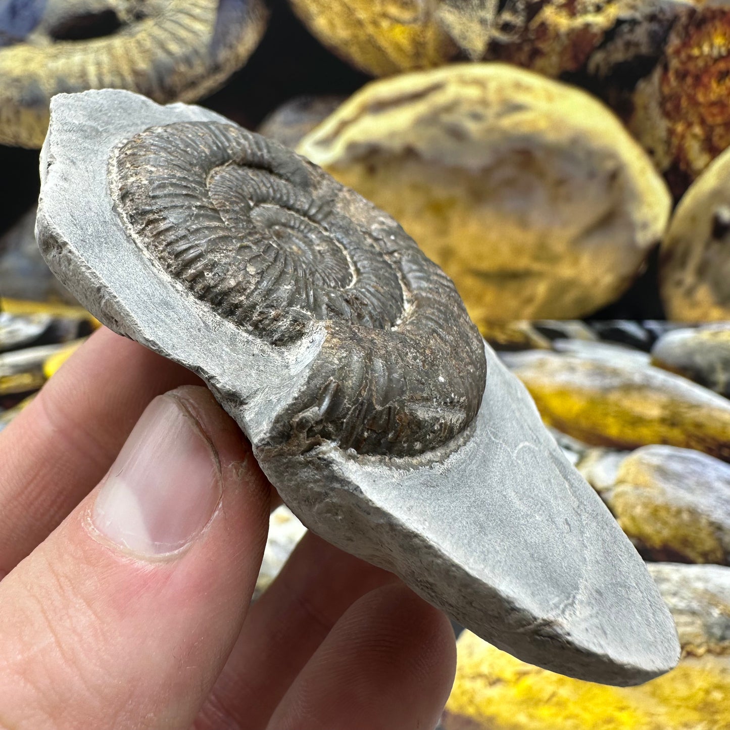 Dactylioceras ammonite fossil - Whitby, North Yorkshire Jurassic Coast