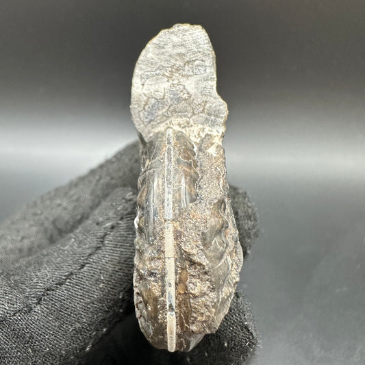 Hildoceras lusitanicum Ammonite fossil with box and stand - Whitby, North Yorkshire, Jurassic Coast, Yorkshire Fossils from the Jurassic Coast