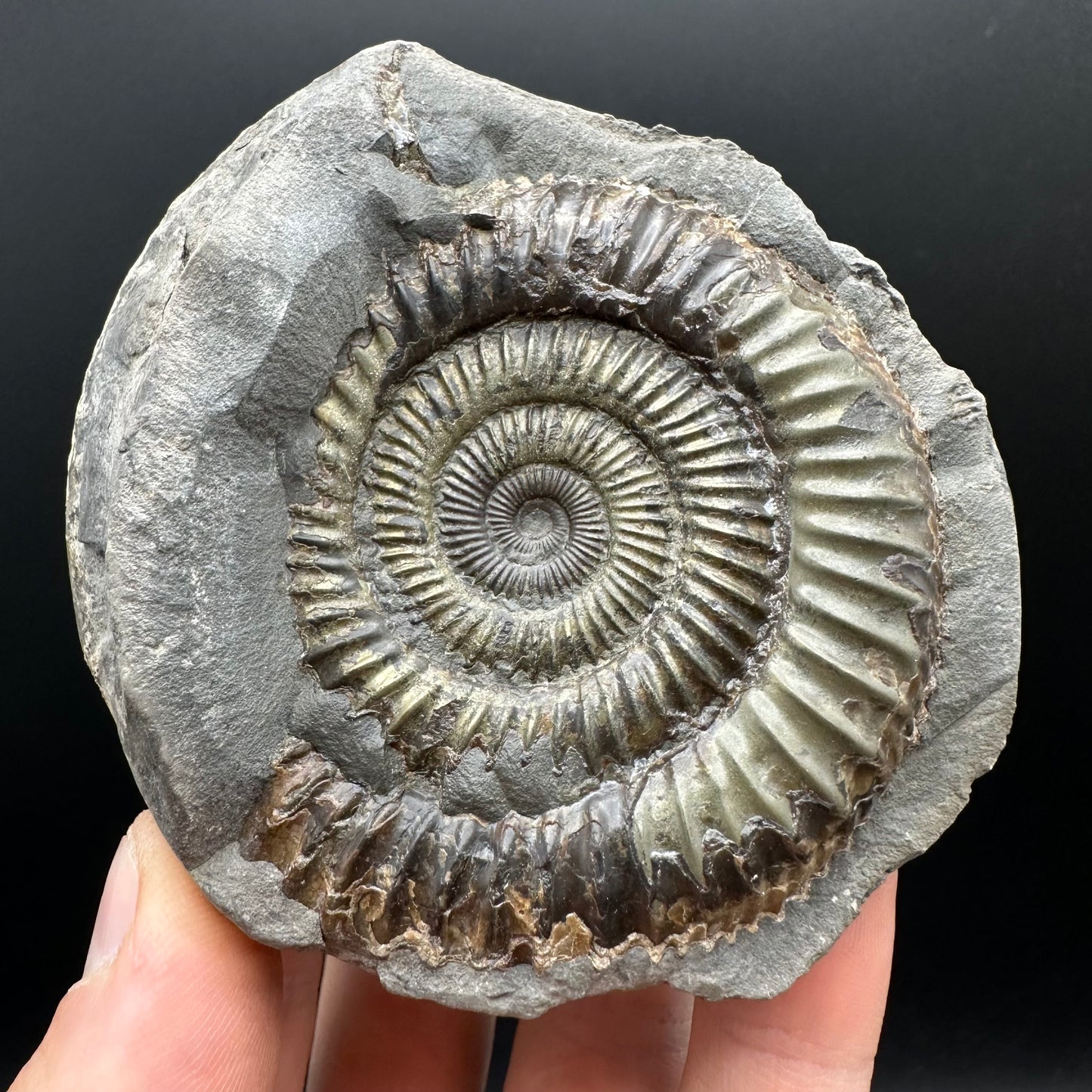 Golden Dactylioceras Ammonite nodule (split pair) Fossil With Box And Stand - Whitby, North Yorkshire Jurassic Coast Yorkshire Fossils