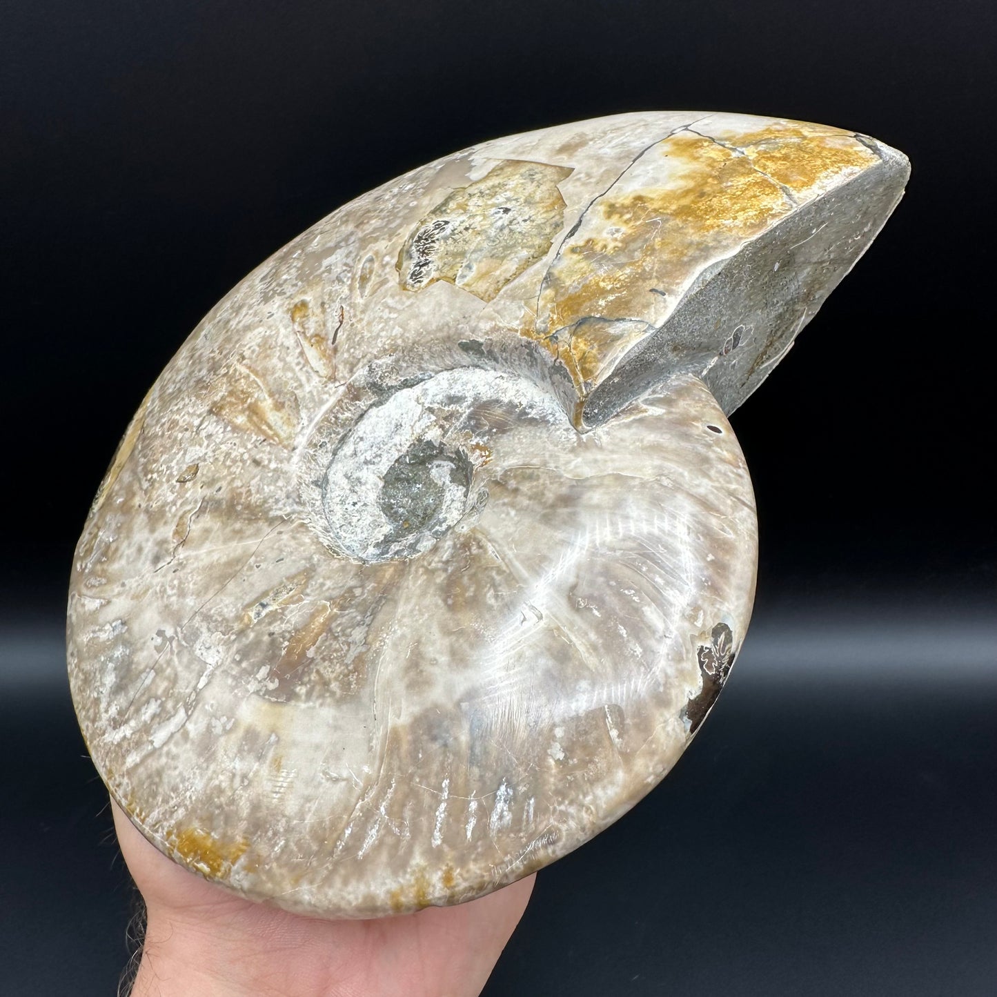 Cleoniceras Ammonite Fossil With Stand - Cretaceous Ammonite Madagascar