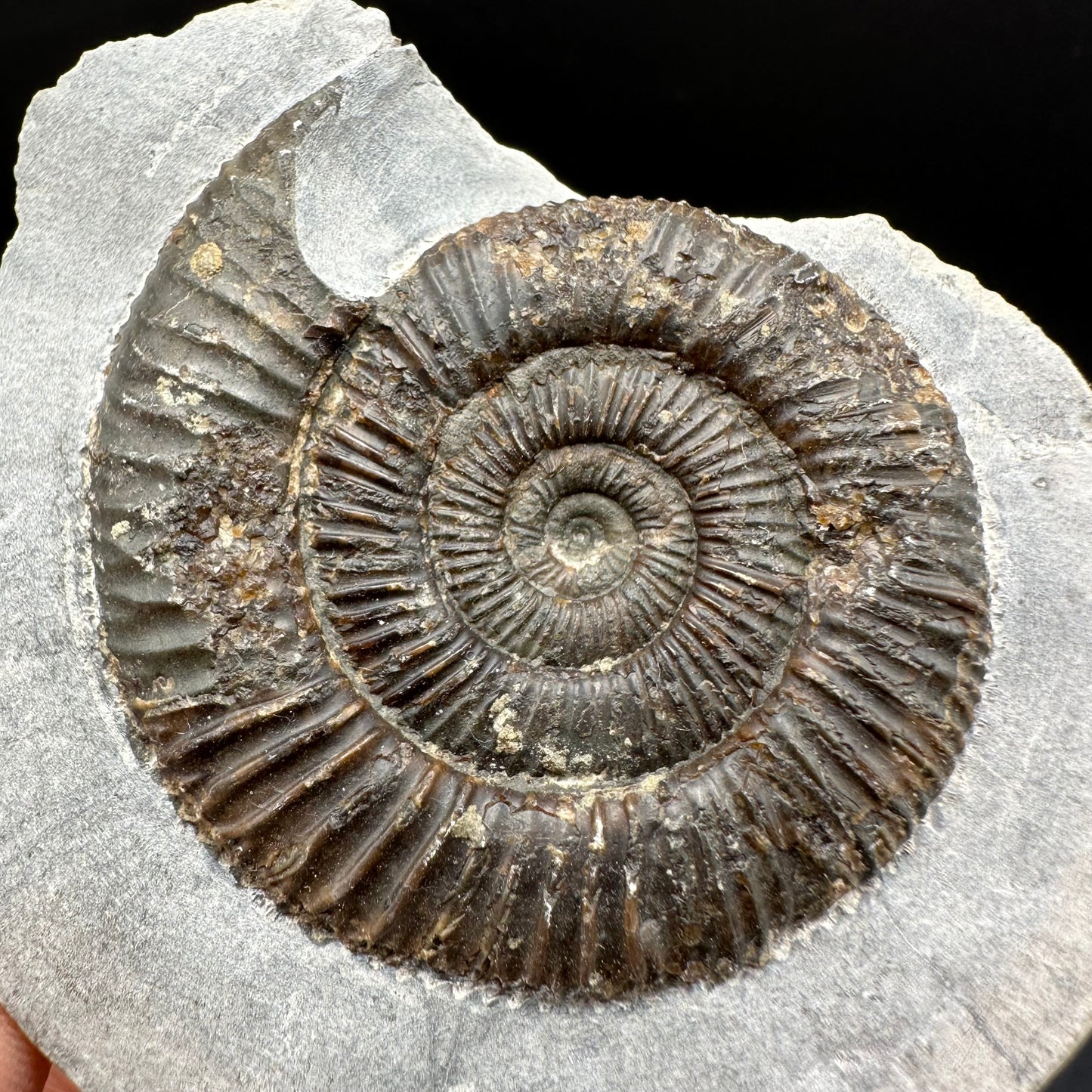 Dactylioceras Ammonite Fossil With Box And Stand - Whitby, North Yorkshire Jurassic Coast Yorkshire Fossils
