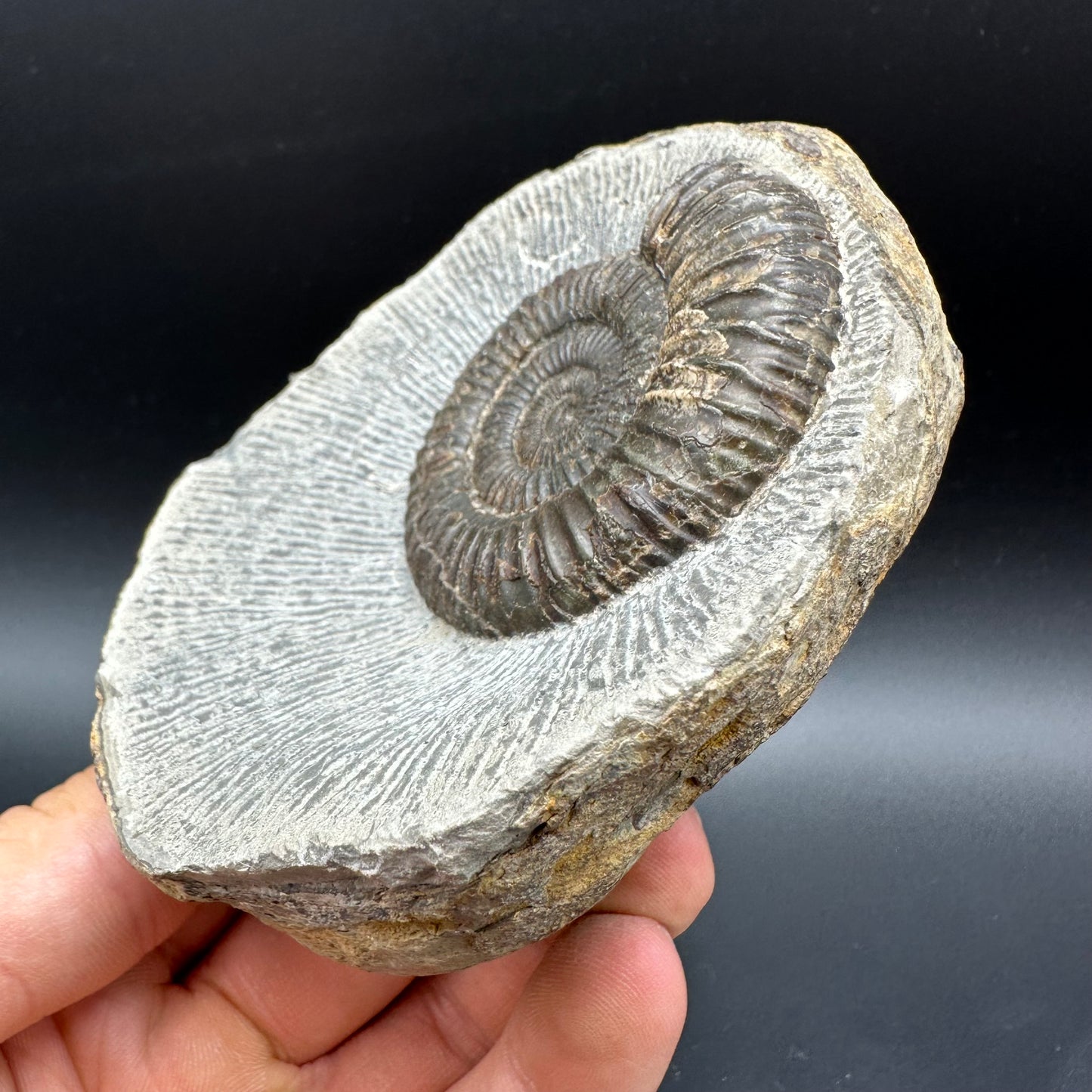 Dactylioceras Ammonite Fossil With box and Stand - Whitby, North Yorkshire Jurassic Coast Yorkshire Fossils