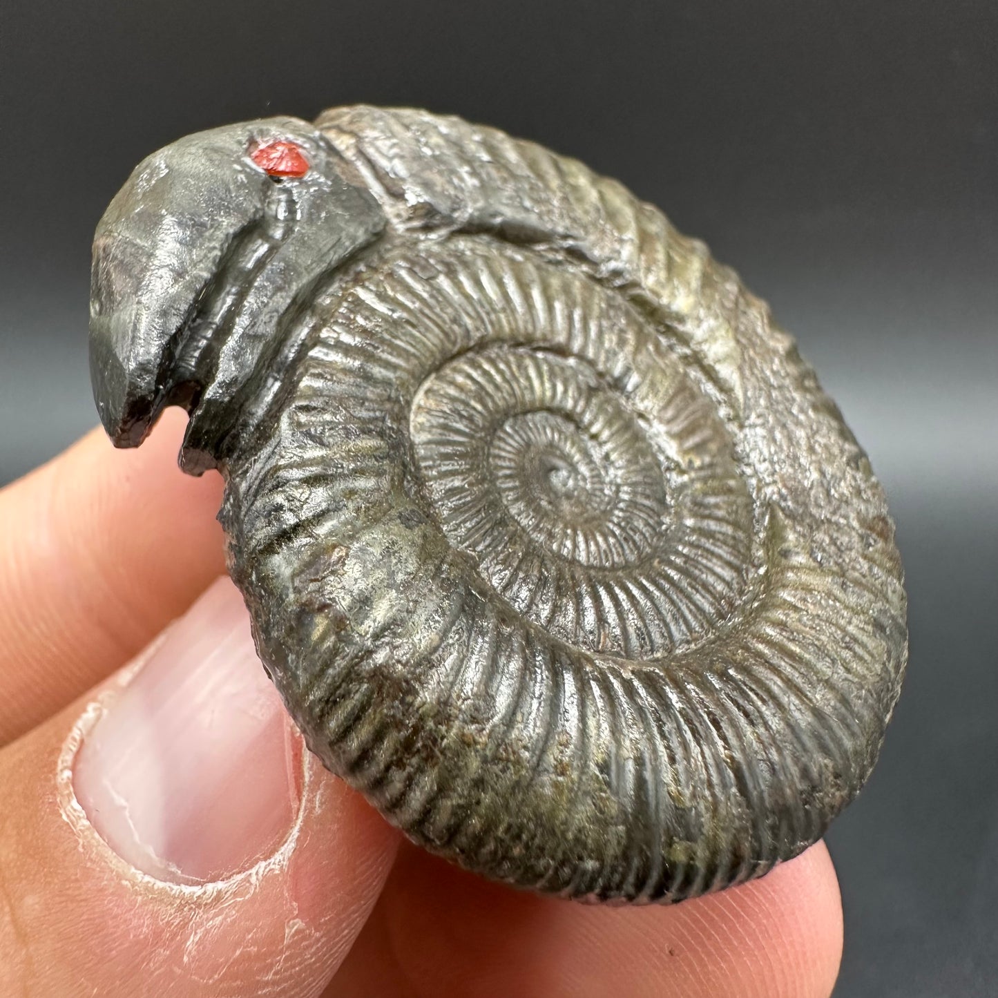 Snakestone Ammonite Fossil With Bag/Box And Stand - Whitby, North Yorkshire Jurassic Coast Yorkshire Fossils