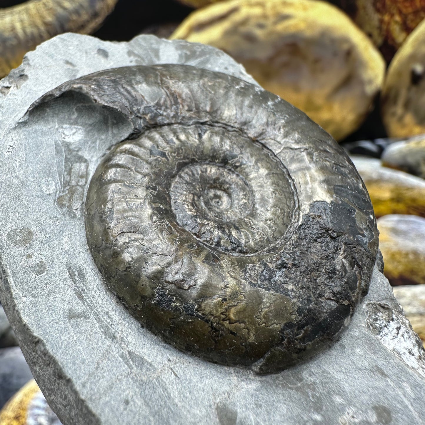 Grammoceras thoaurense ammonite shell fossil - Whitby, North Yorkshire