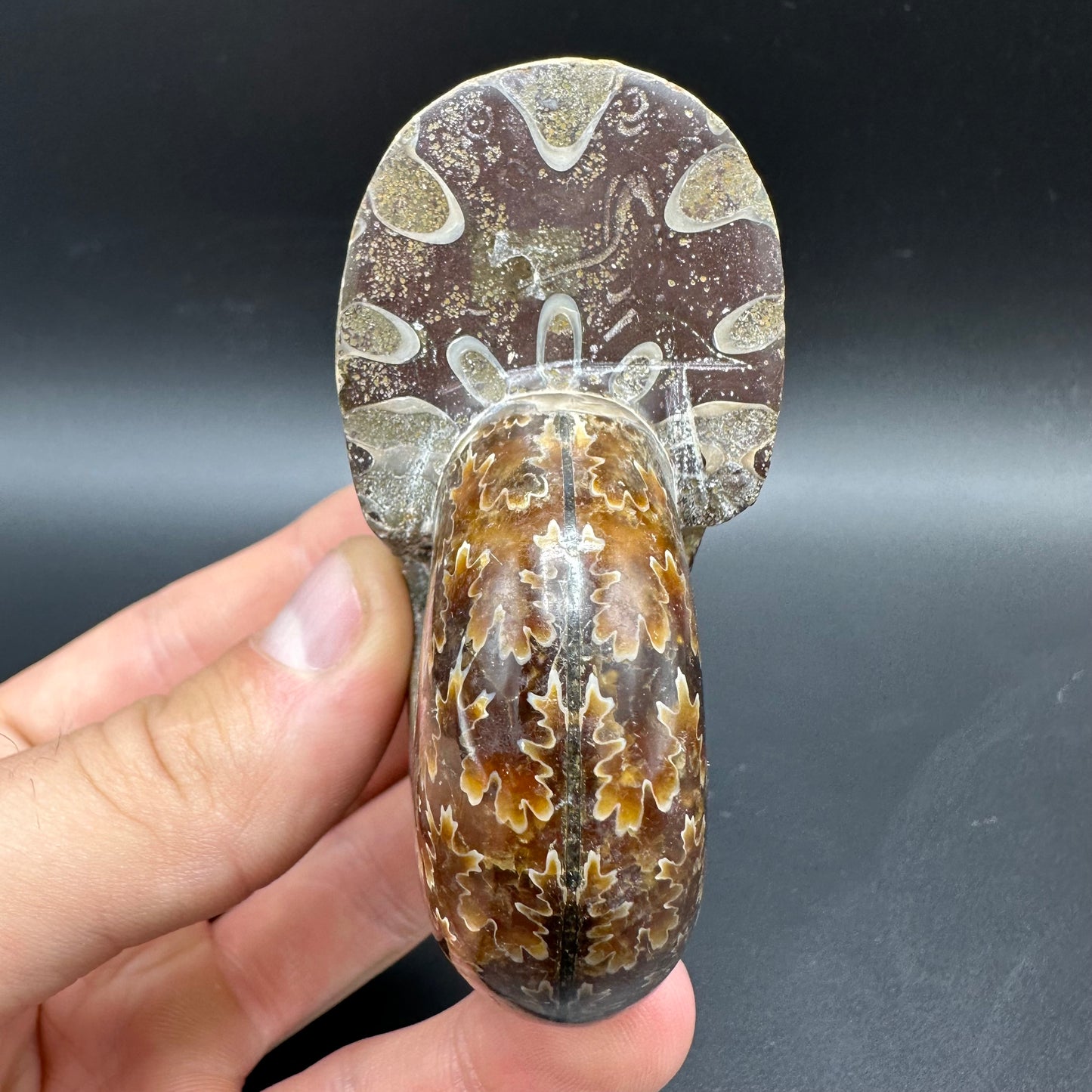 Puzosia Ammonite Fossil With Box And Stand - Cretaceous Ammonite Madagascar